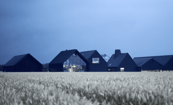 Hvorfor Stauning bruger dansk rug i deres Rye Whisky